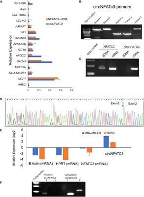 Regulation of Circular RNA CircNFATC3 in Cancer Cells Alters Proliferation, Migration, and Oxidative Phosphorylation